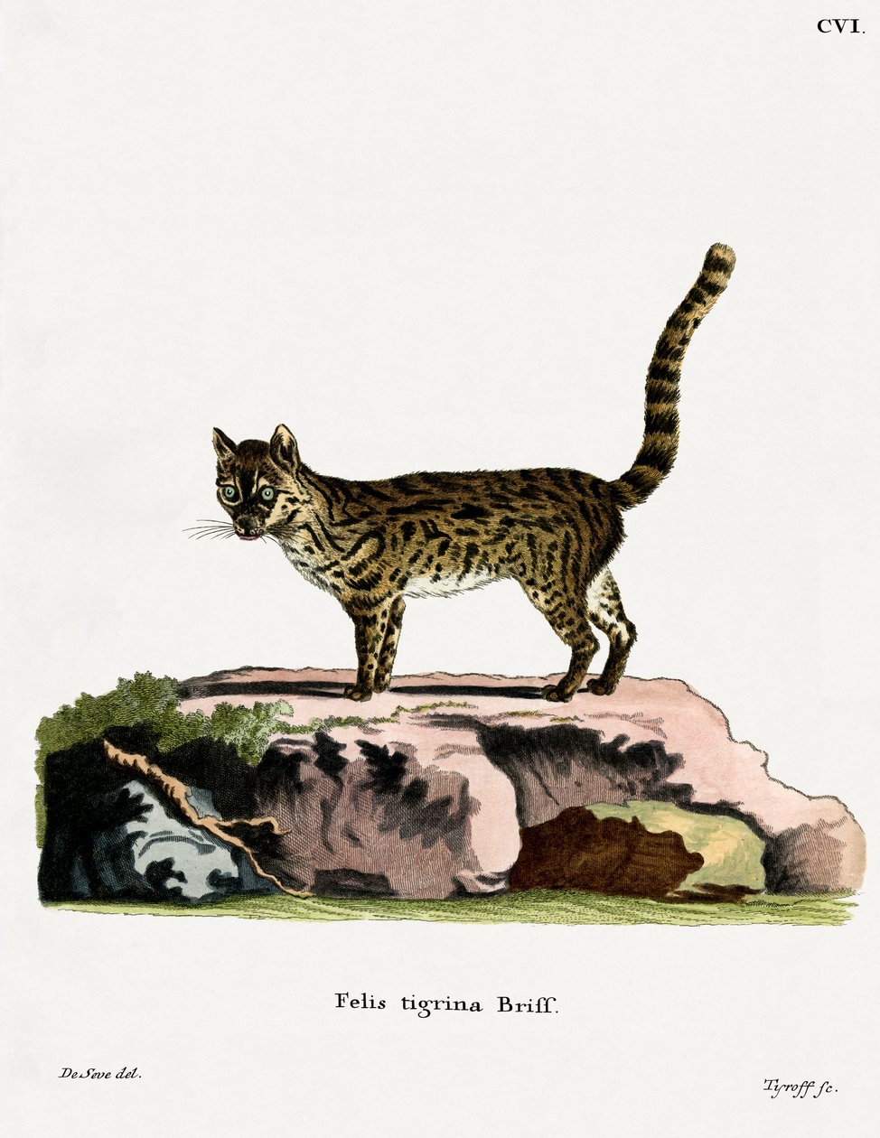 Chat-tigre - German School