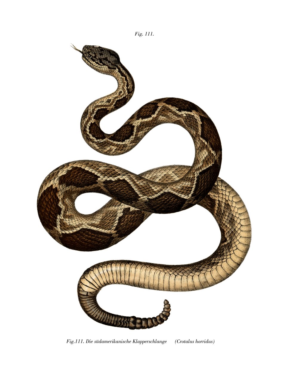 Serpent à sonnette des bois - German School