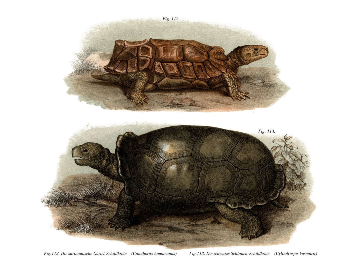 Tortue - German School
