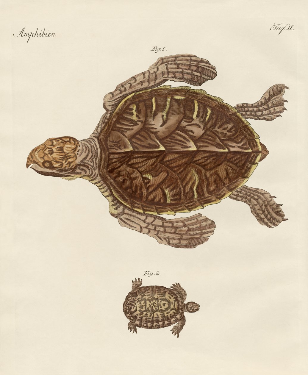 Tortues - German School