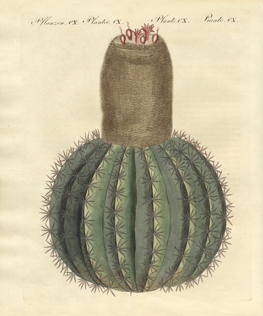 Cactus à bonnet turc - German School