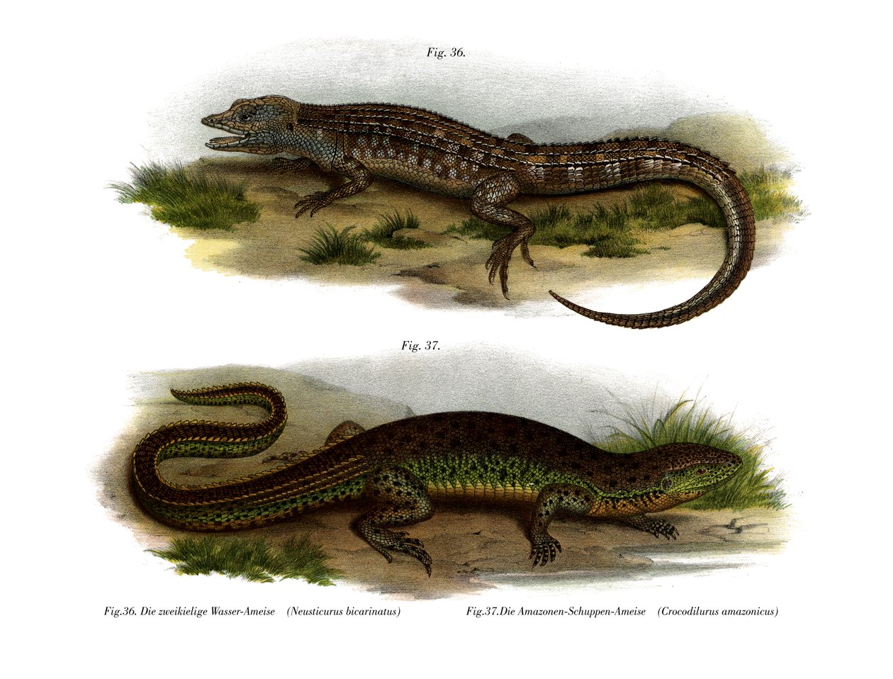 Neusticurus à deux faces - German School