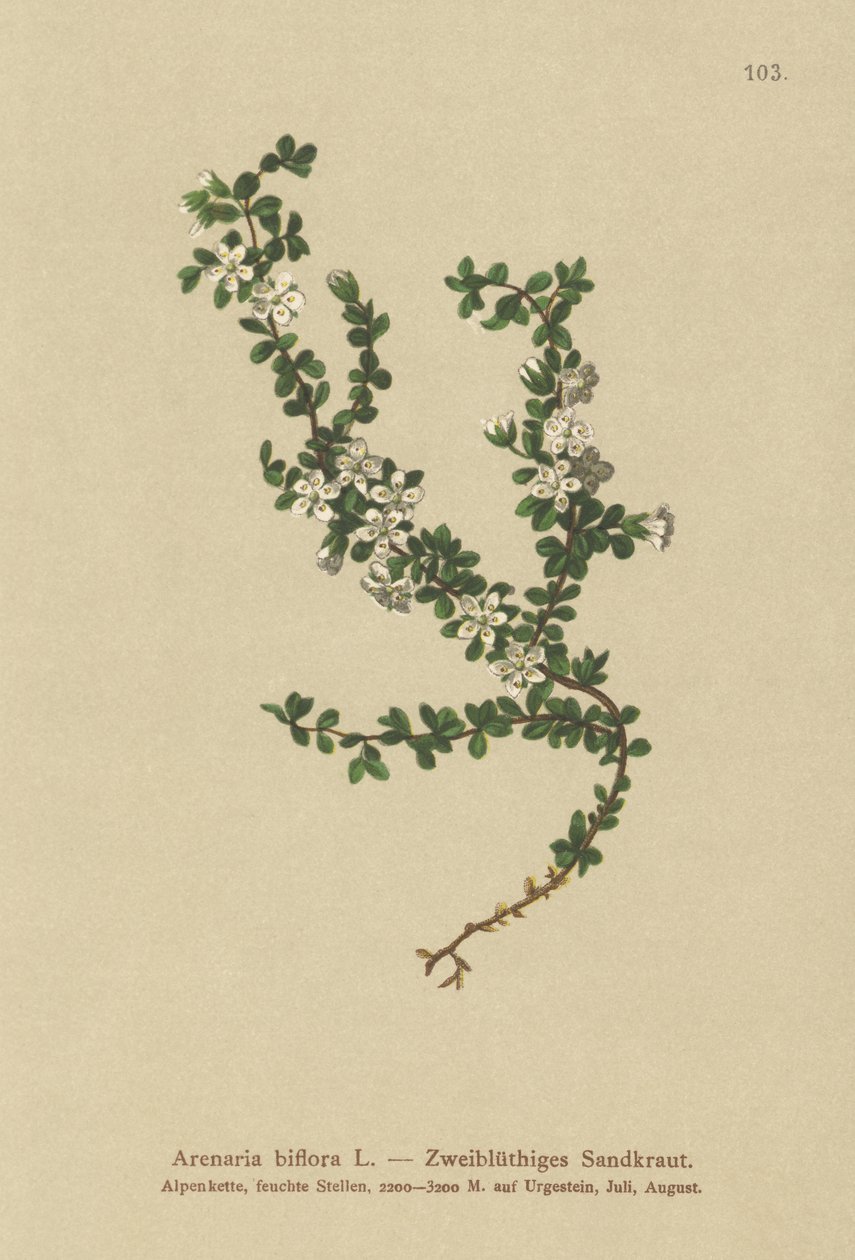 Sabuline à deux fleurs (Arenaria biflora) - German School