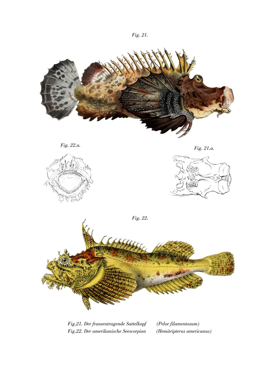 Poisson-scorpion à deux épines - German School