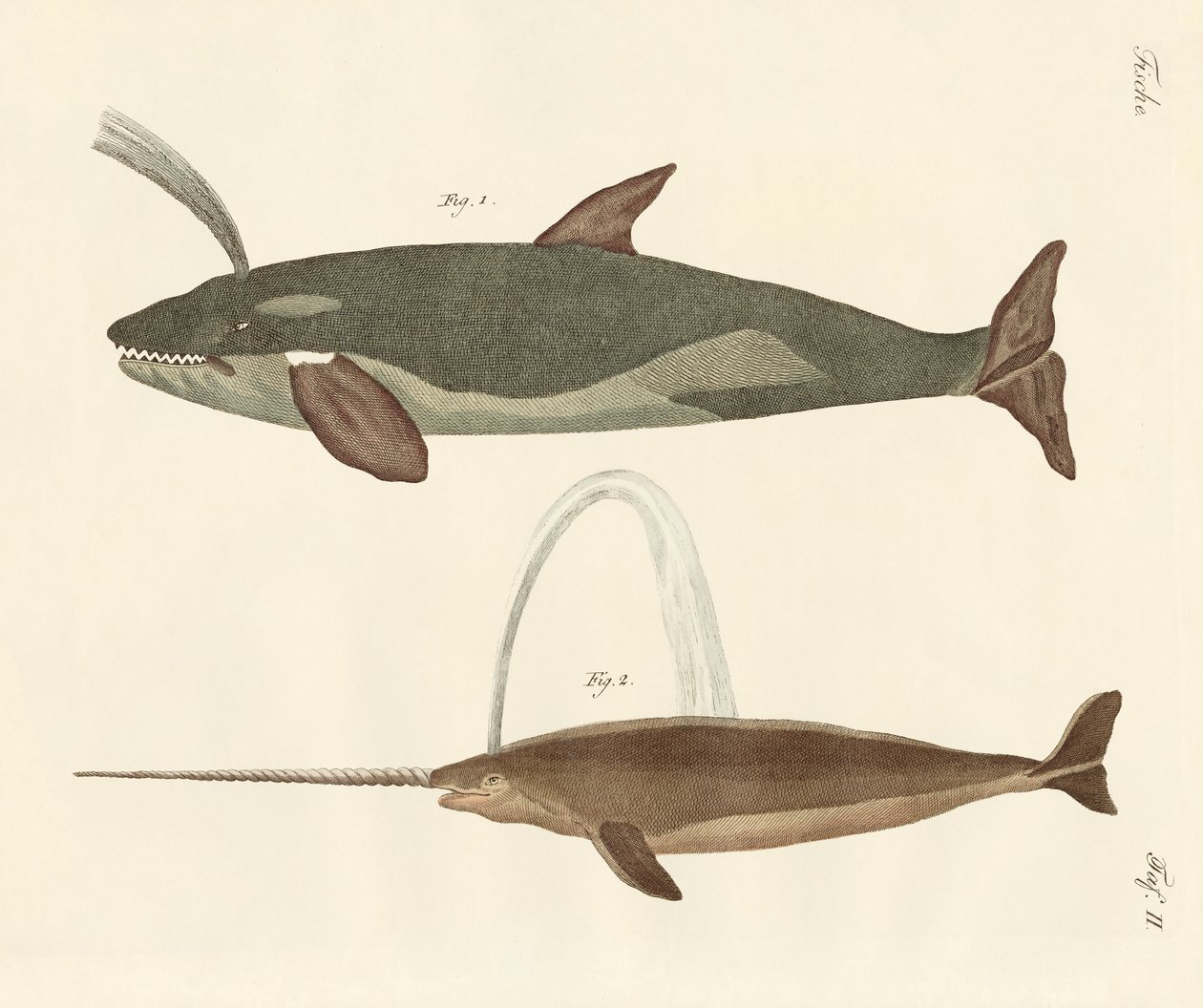 Deux types de baleines - German School