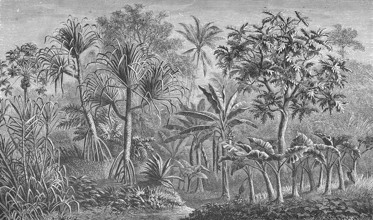 Végétation en Inde - German School