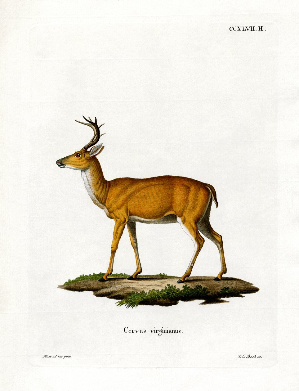 Cerf de Virginie - German School