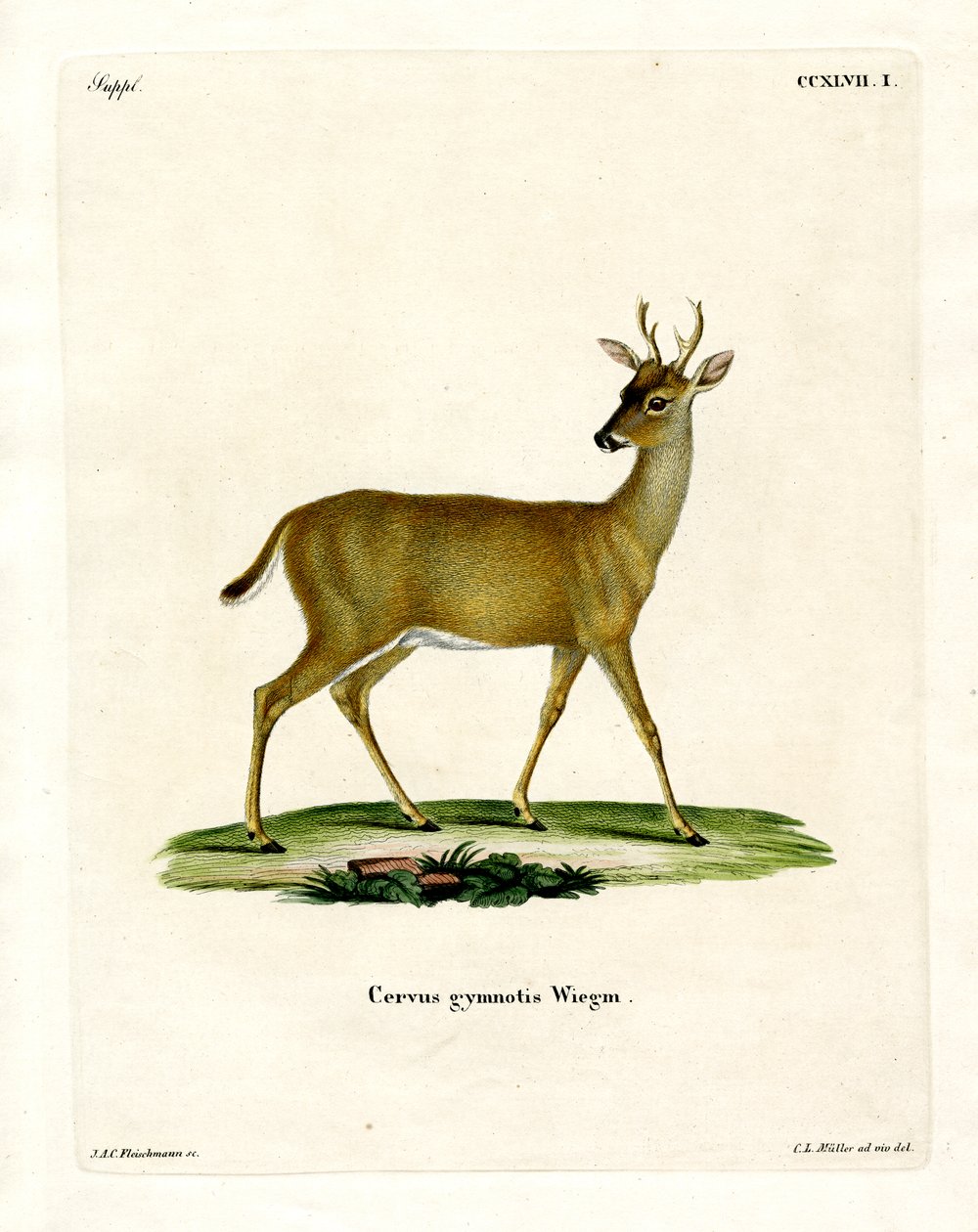Cerf de Virginie - German School