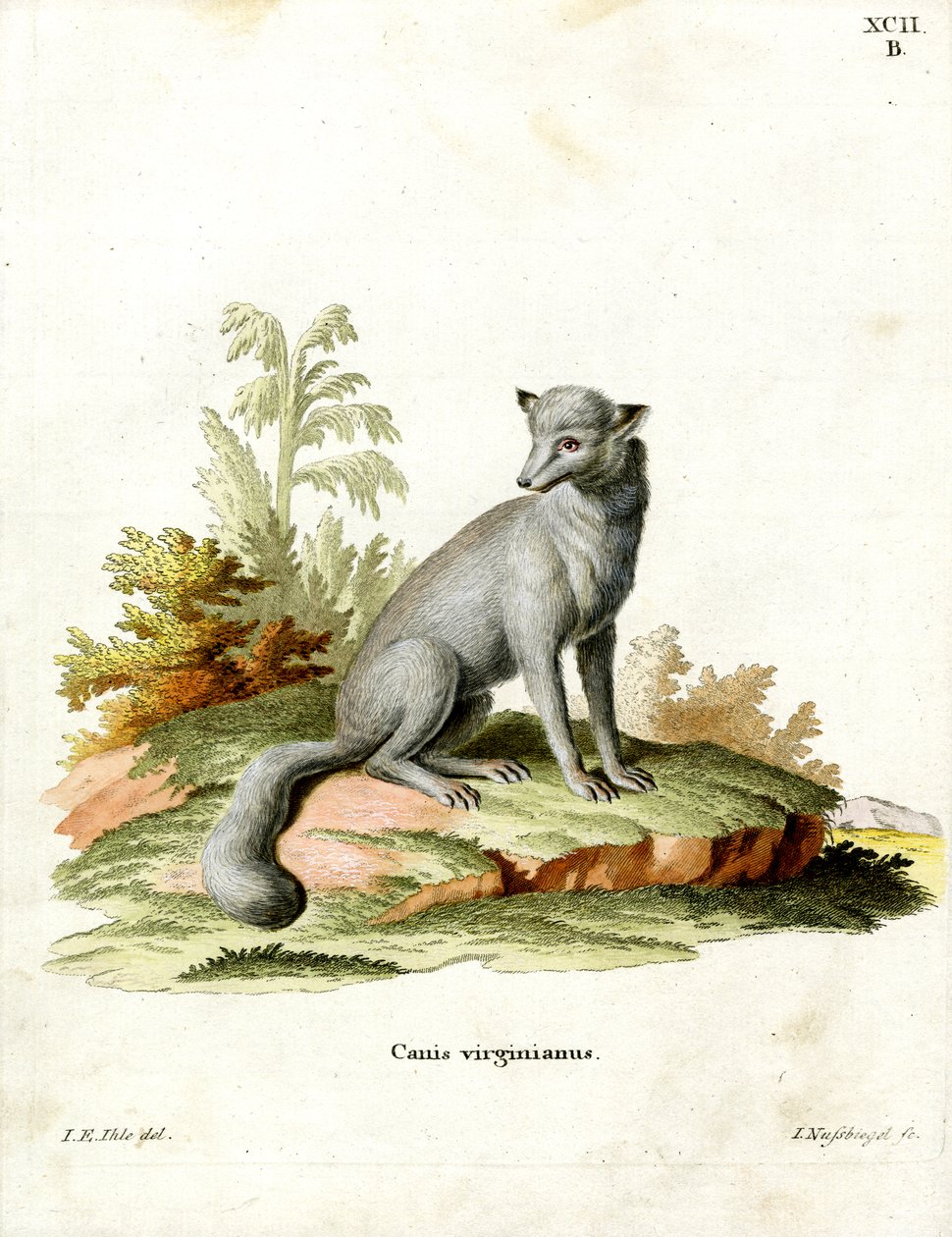 Renard de Virginie - German School