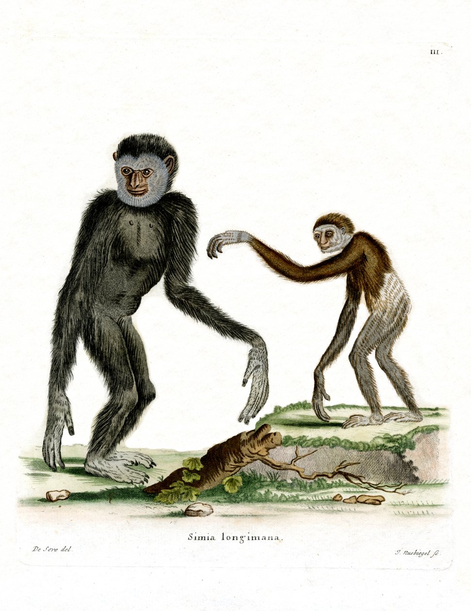 Gibbon à mains blanches - German School
