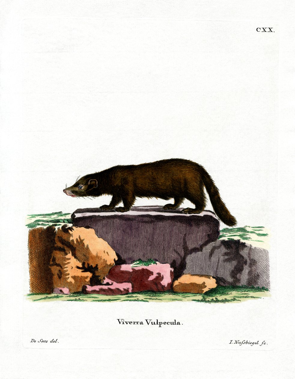 Coati à nez blanc - German School