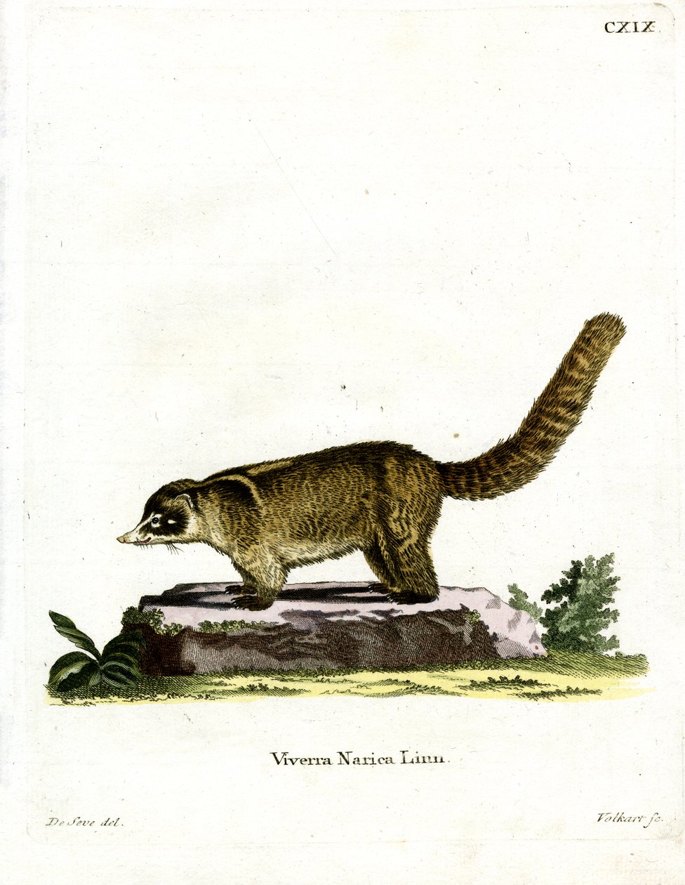 Coati à nez blanc - German School