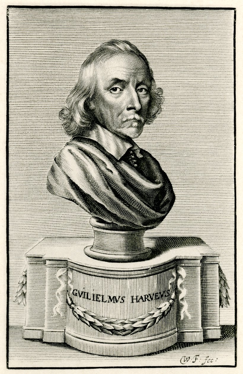 William Harvey - German School