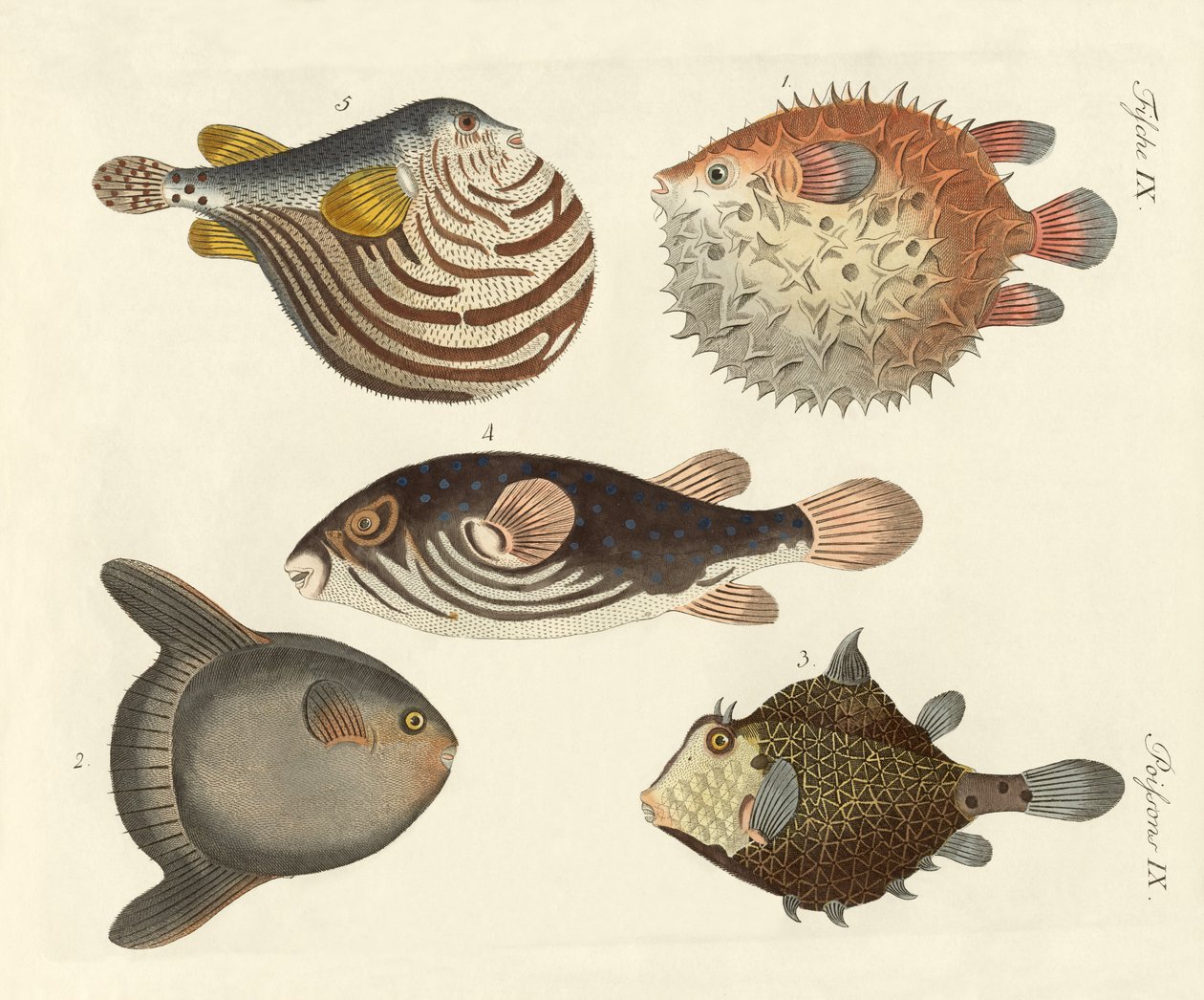 Poissons merveilleux - German School