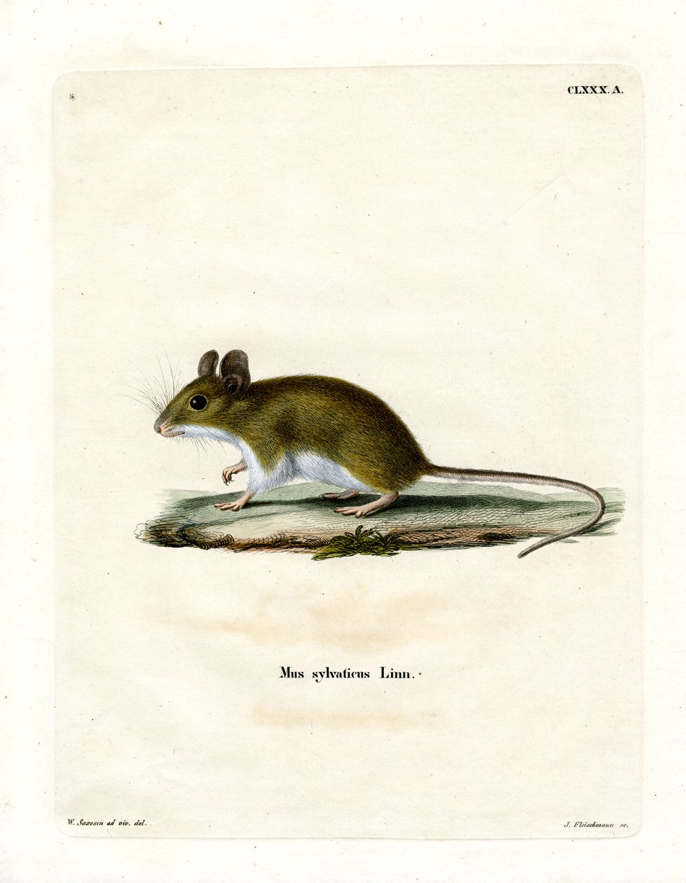 Souris des bois - German School