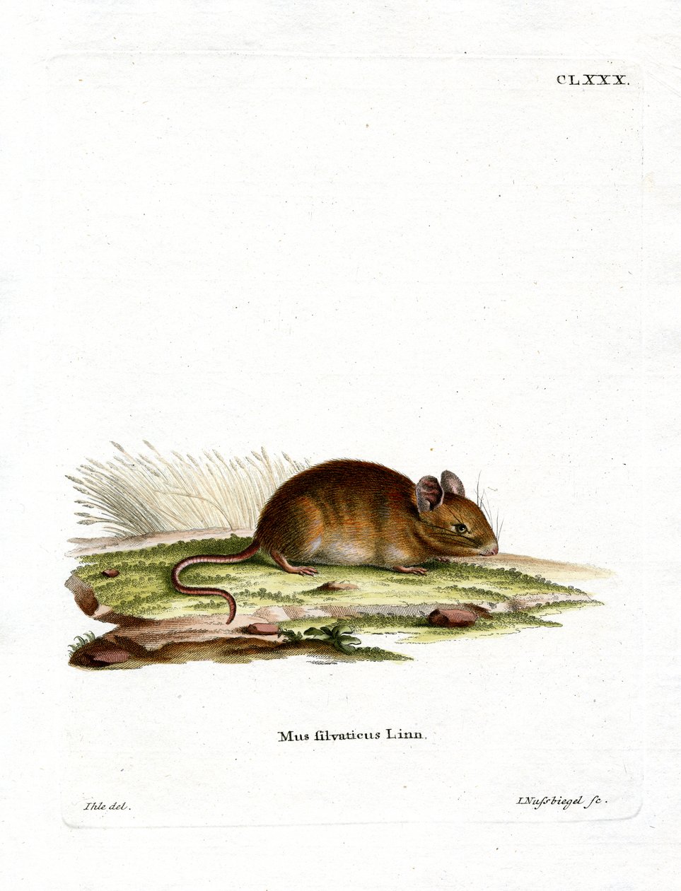 Souris des bois - German School