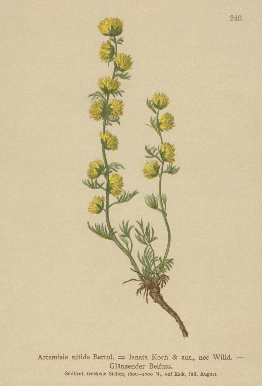 Armoise (Artemisia nitida, Artemisia lantana) - German School