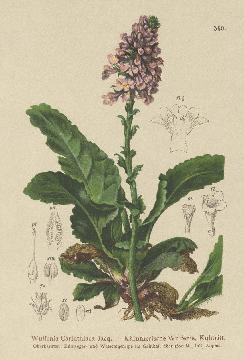 Wulfenia - German School