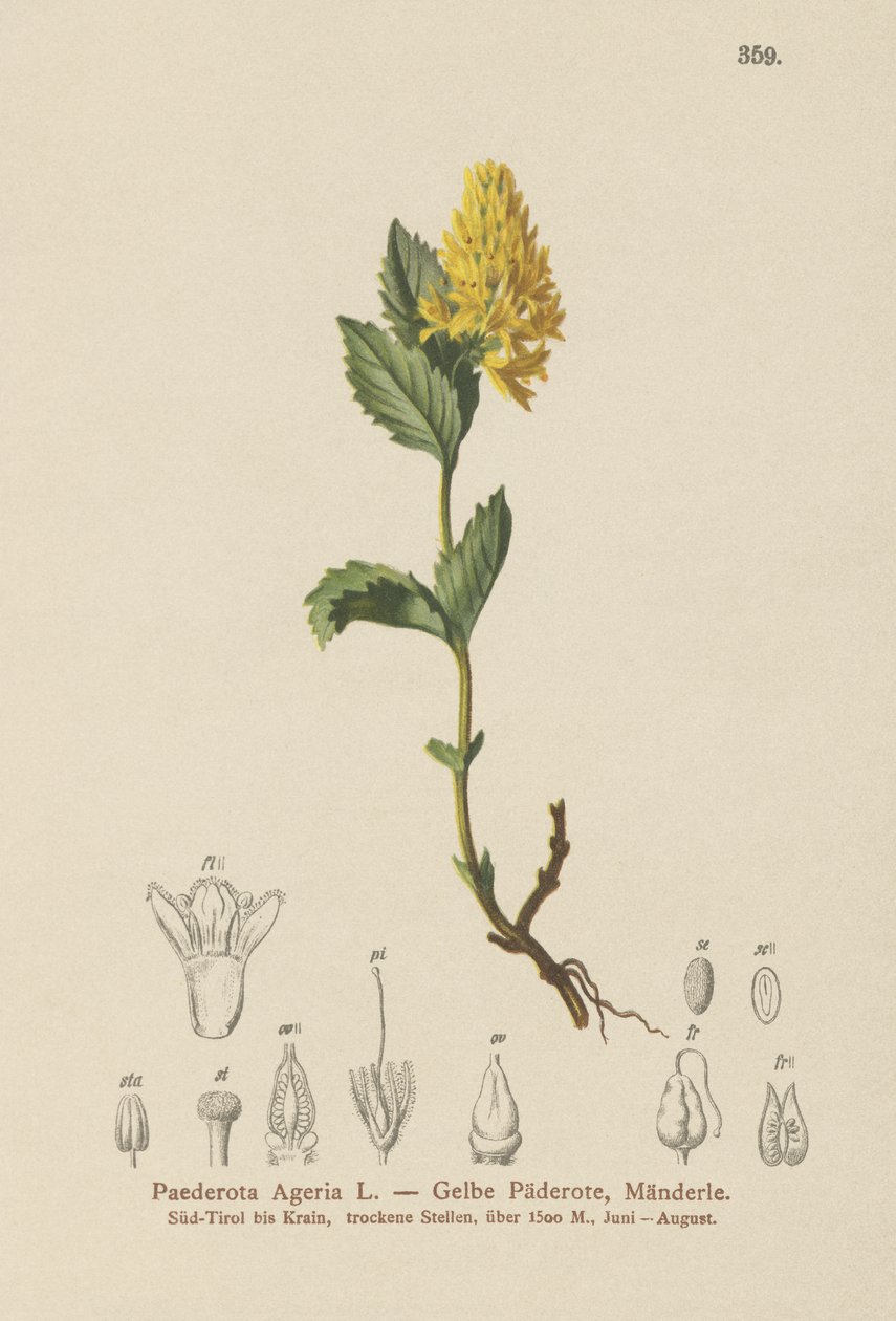 Paederota jaune - German School
