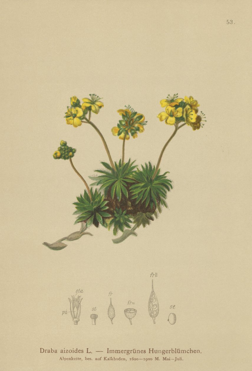 Drave jaune (Draba aizoides) - German School