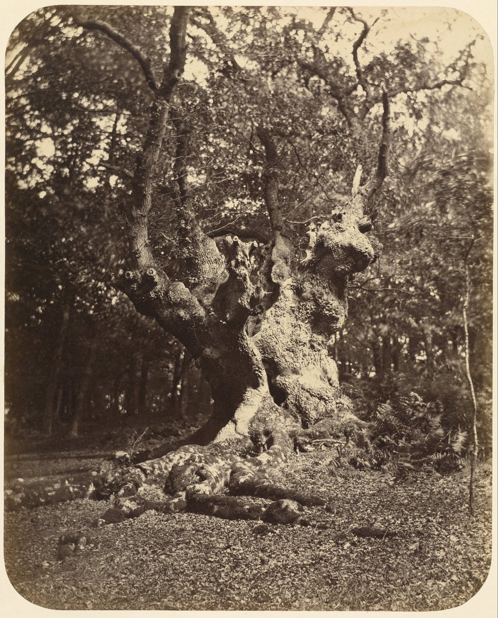 (Arbre noueux) - Gertrude Elizabeth Rogers