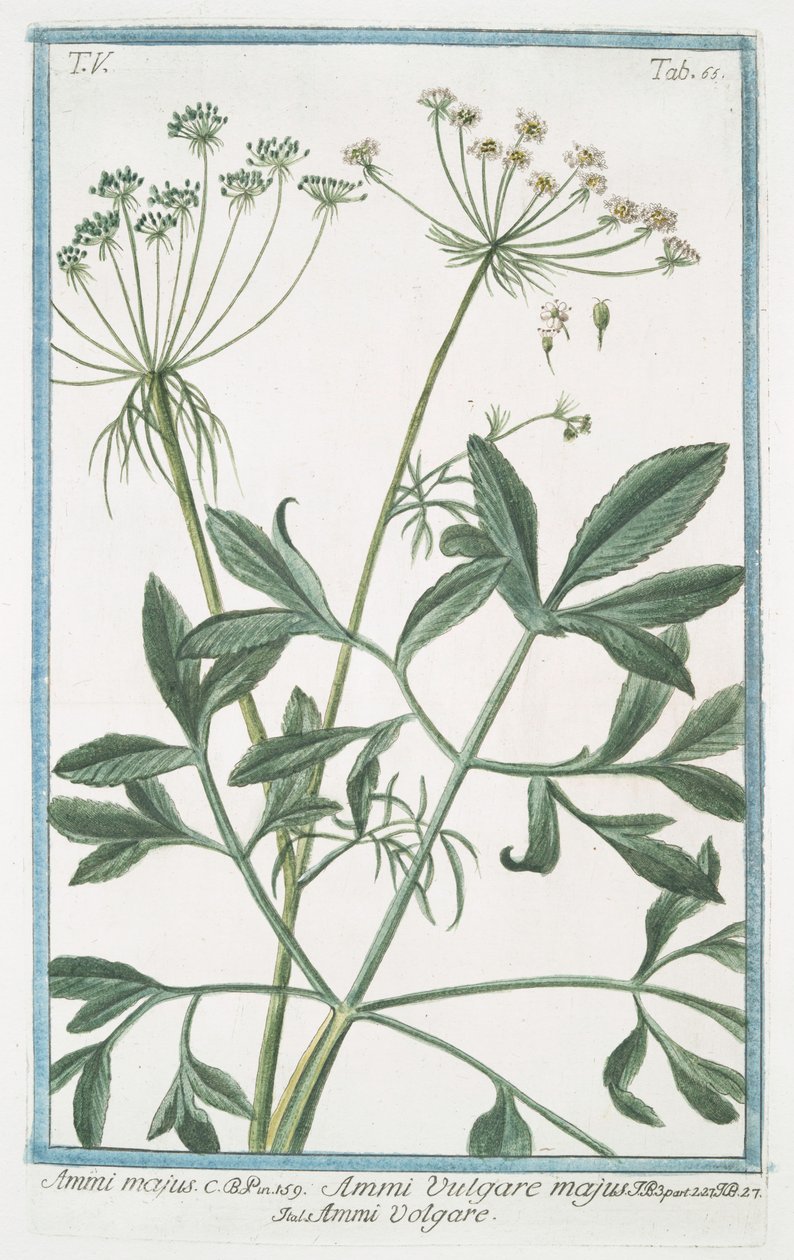 Ammi majus - Giorgio Bonelli