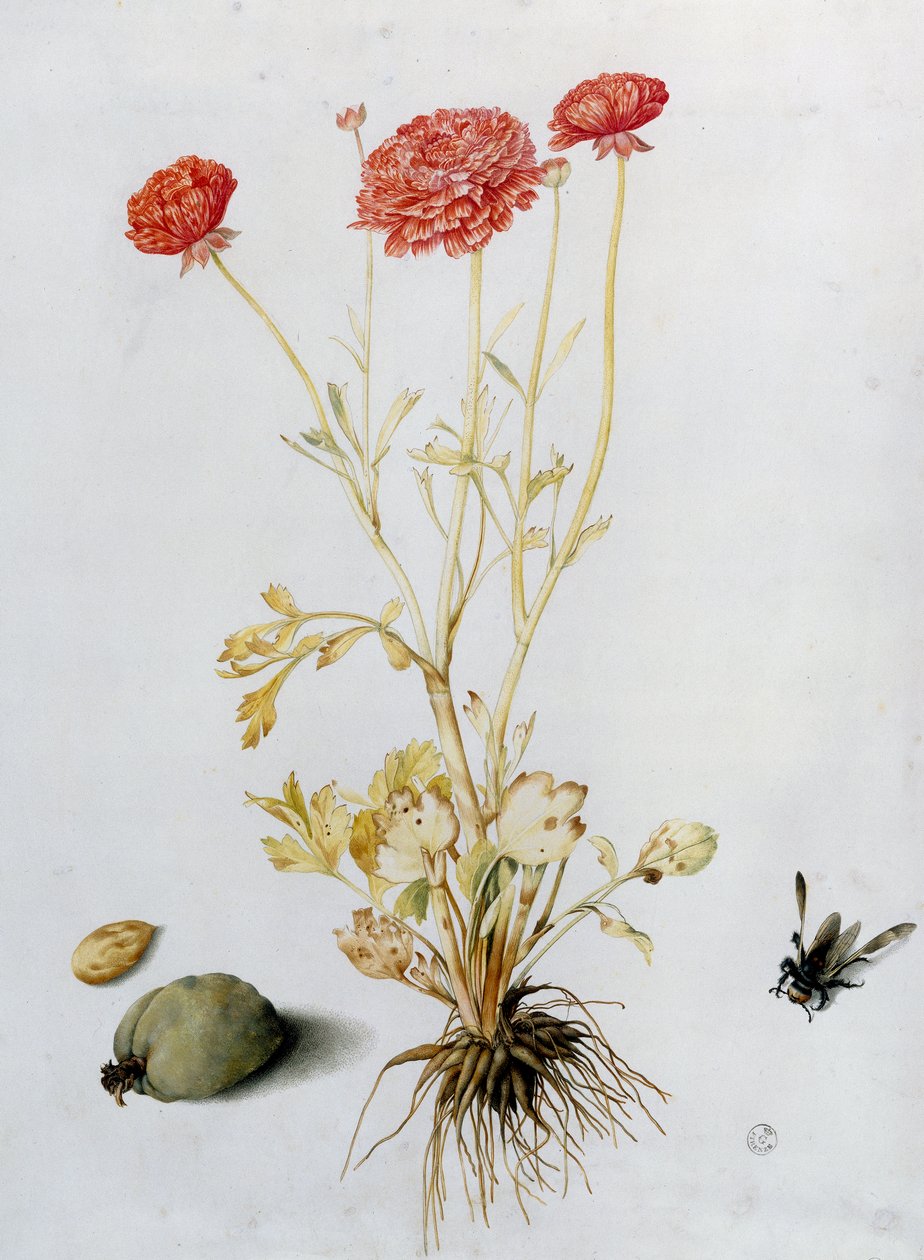 Plante de renoncule avec deux amandes et un hyménoptère - Giovanna Garzoni