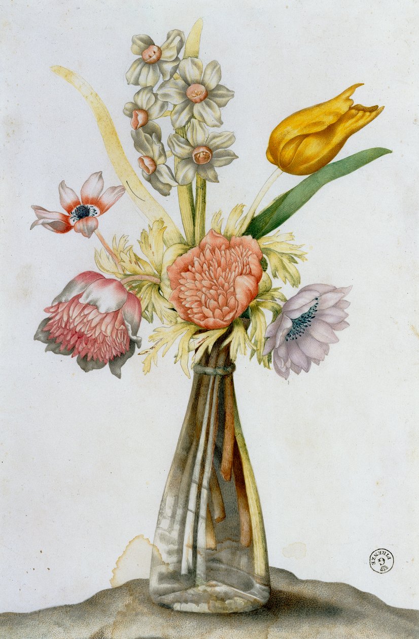 Vase en verre avec des anémones, un narcisse et une tulipe - Giovanna Garzoni