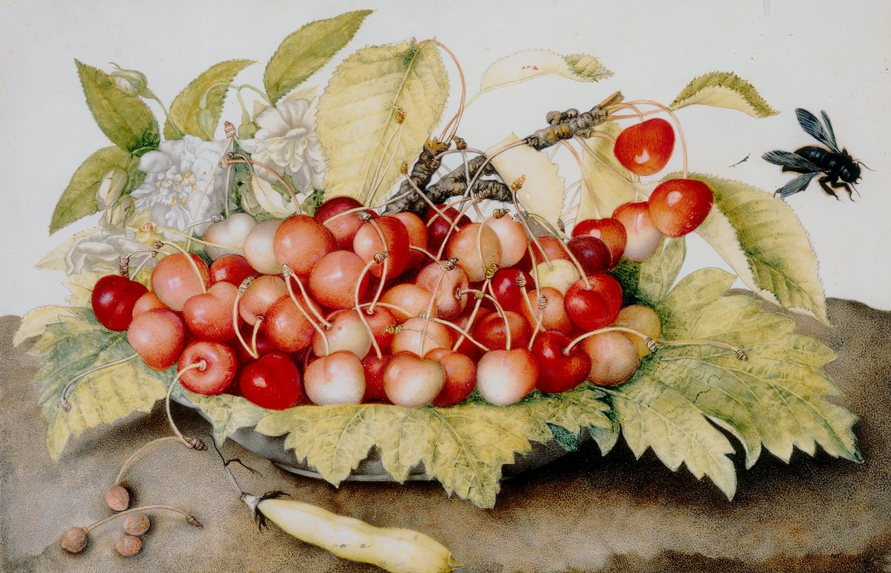 Assiette de cerises, gousse et bourdons - Giovanna Garzoni