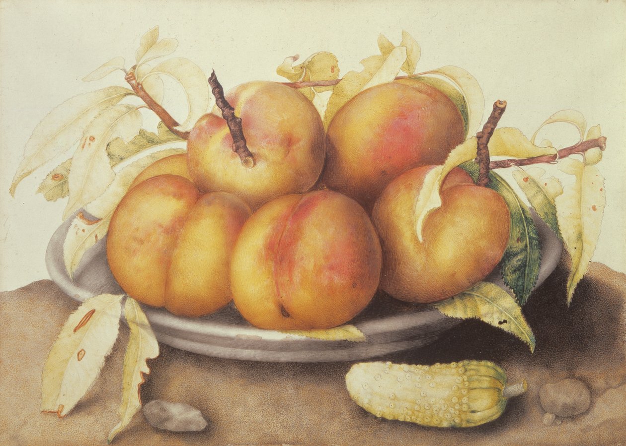 Assiette de pêches avec un cornichon - Giovanna Garzoni