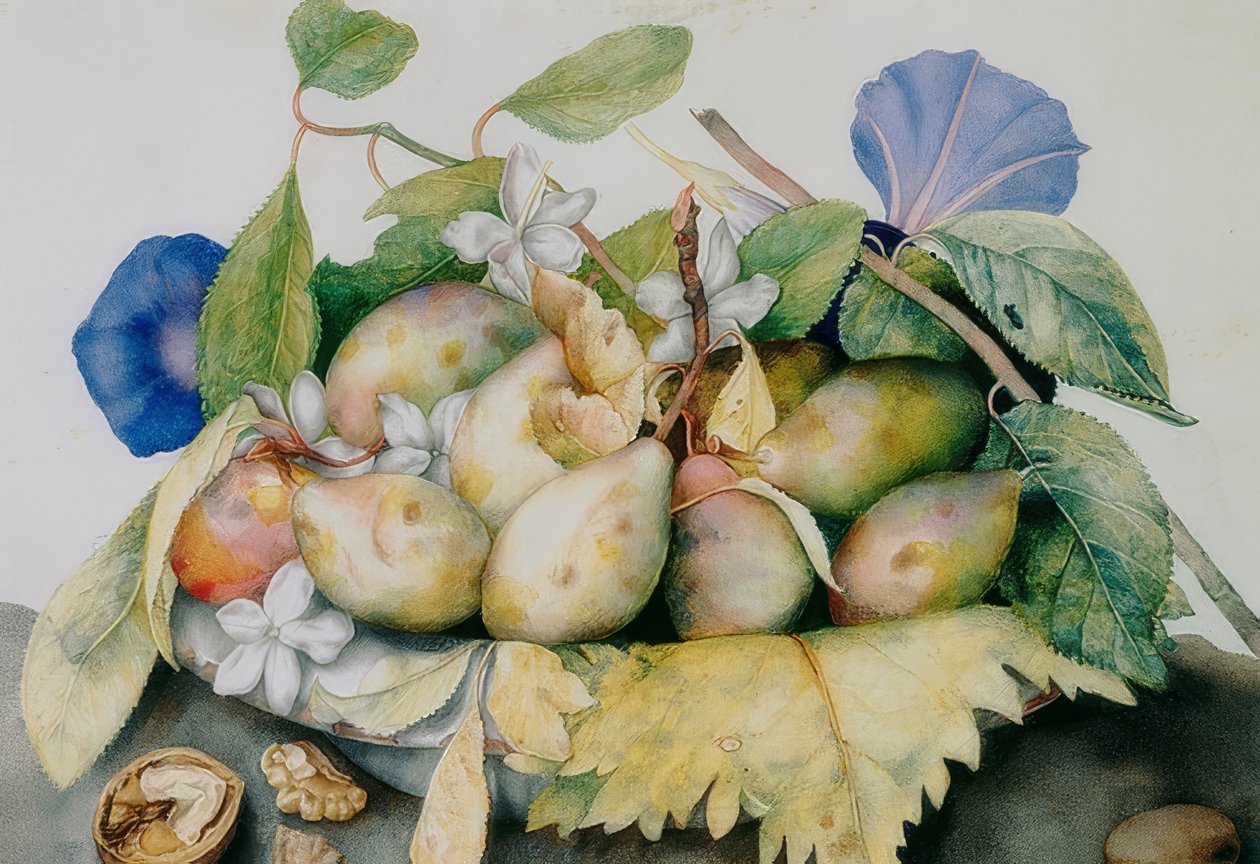 Assiette avec des prunes, du jasmin et des noix - Giovanna Garzoni