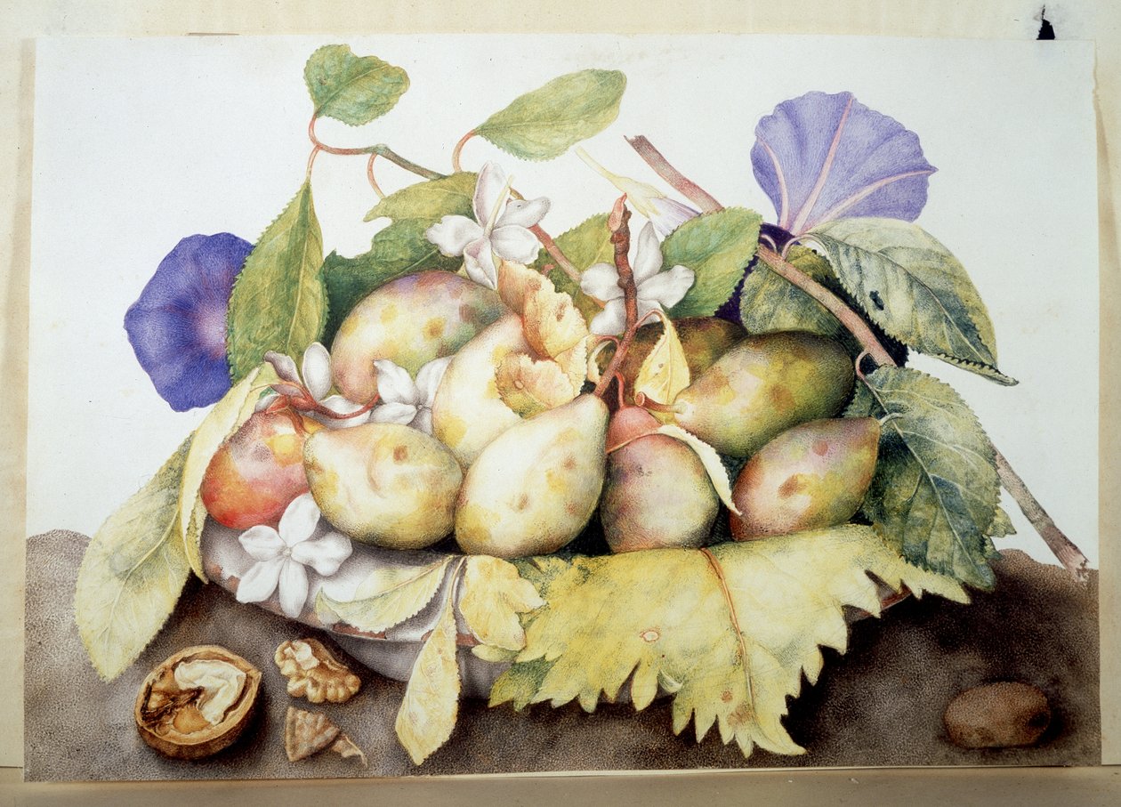 Image inconnue - Giovanna Garzoni