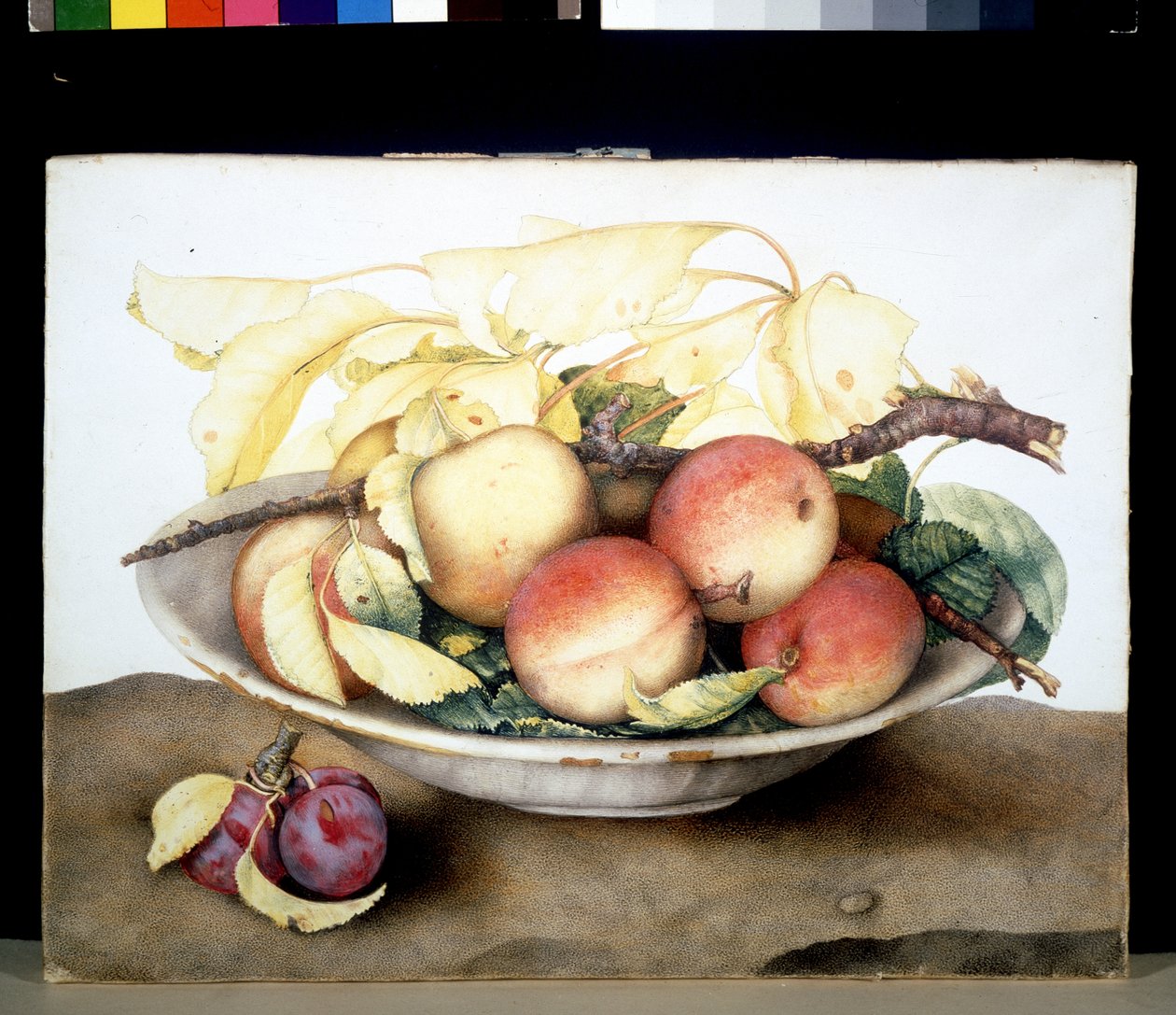 Image inconnue - Giovanna Garzoni