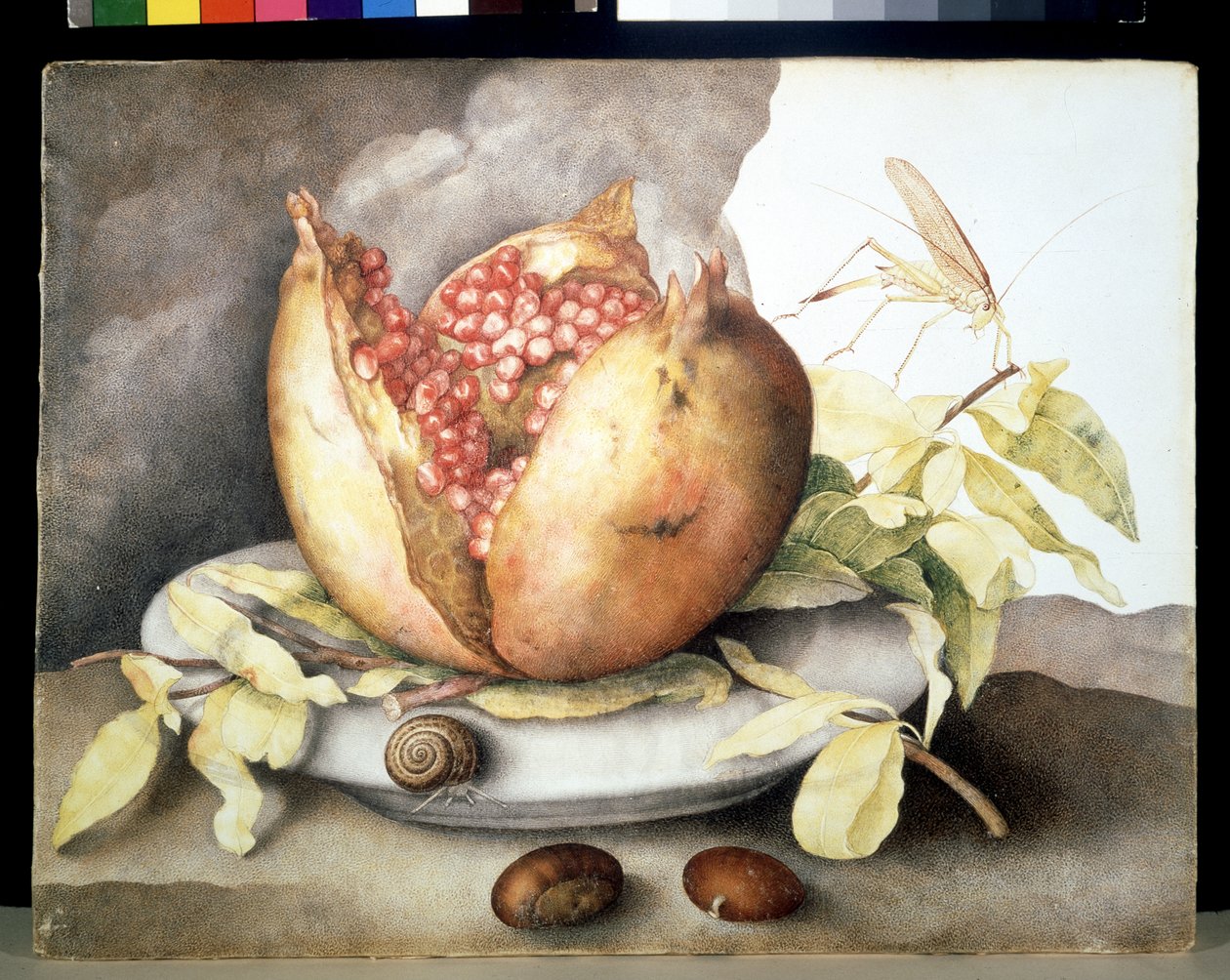 Image inconnue - Giovanna Garzoni