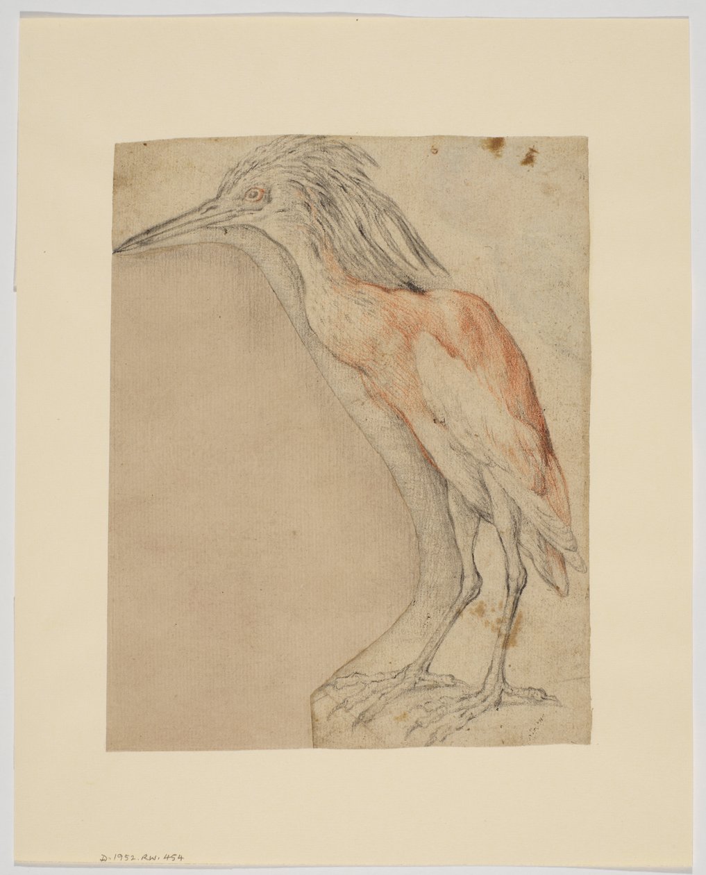 Héron, recto (craie sur papier) - Giovanni da Udine (after)