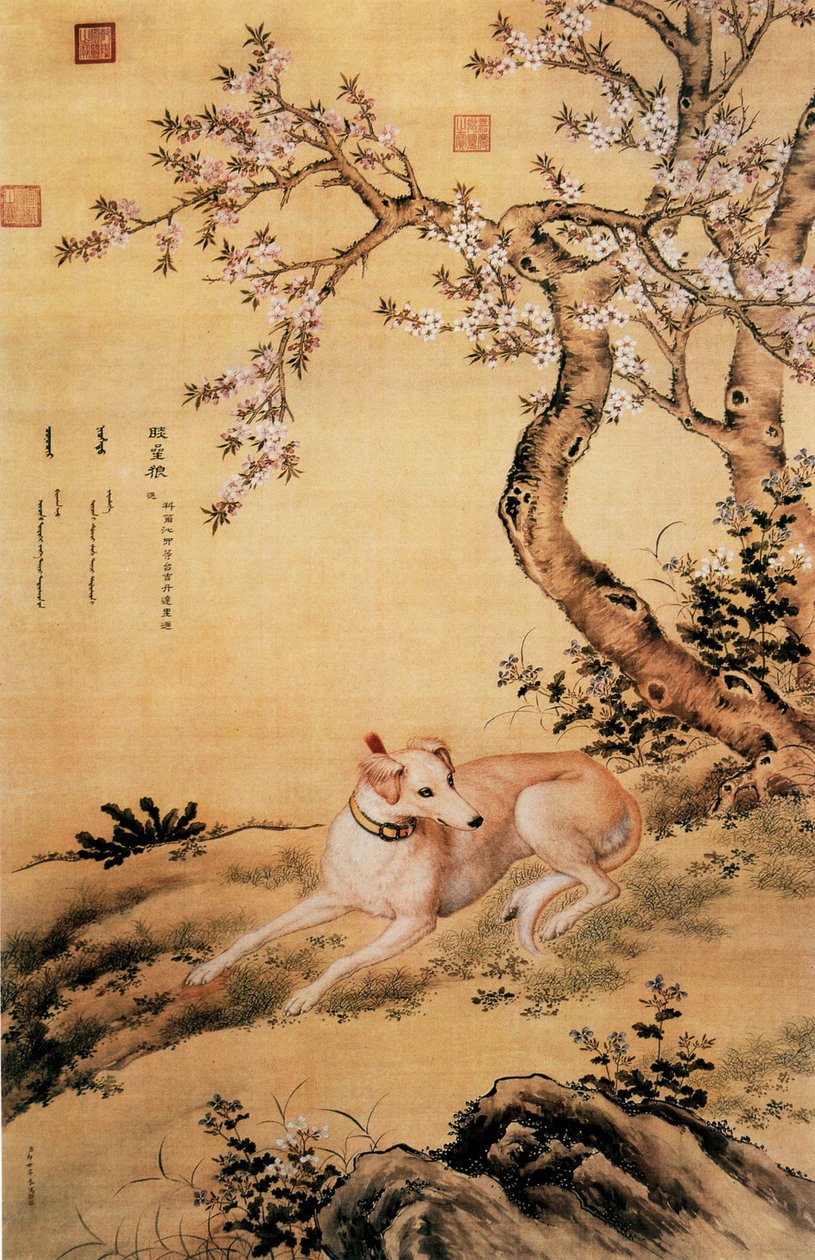 Image du loup Shanxing, un lévrier chinois, de l