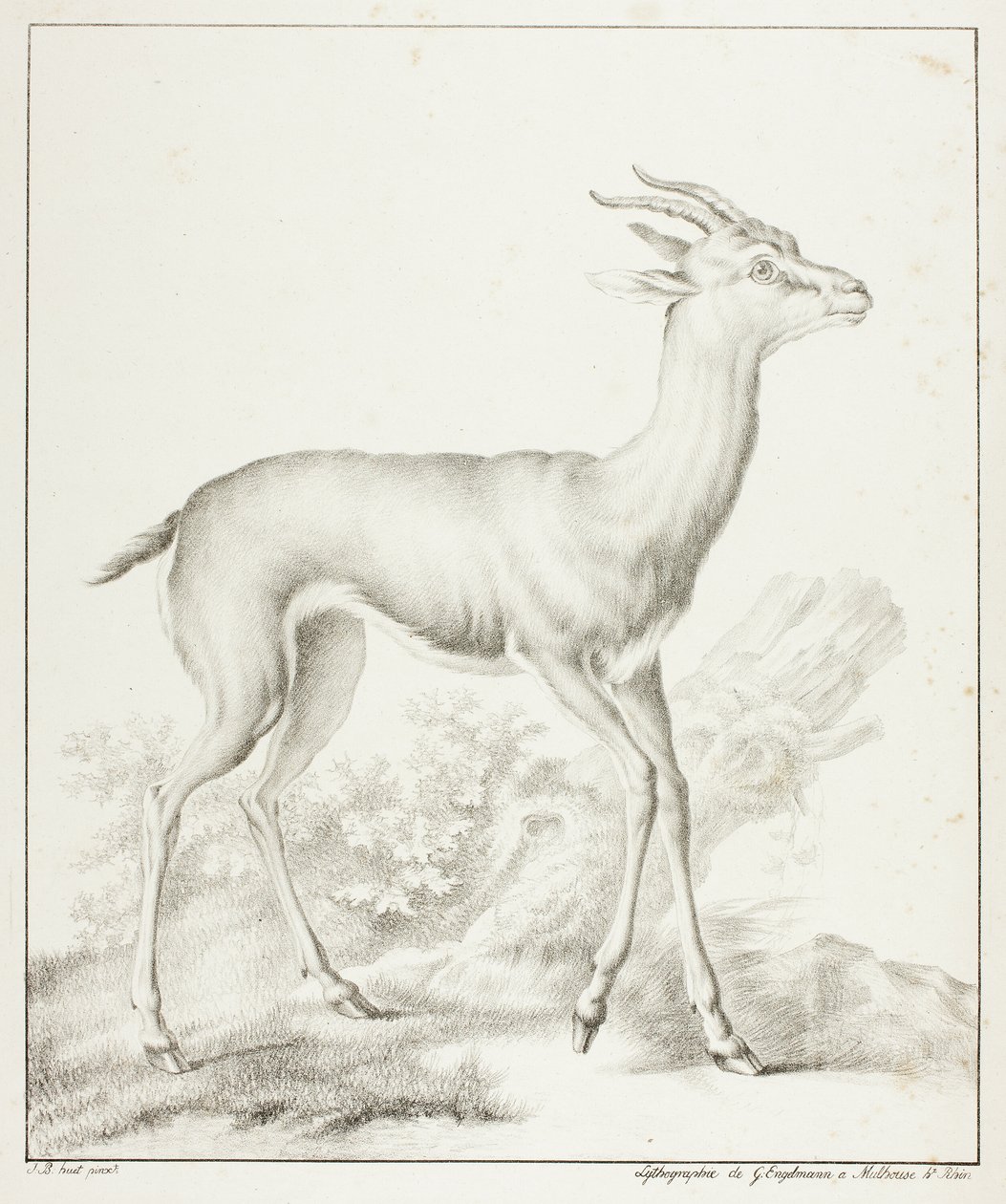 Antilope - Gottfried Engelmann