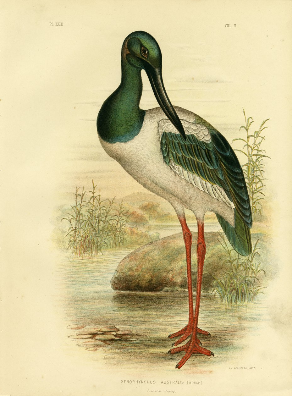 Jabiru australien ou cigogne à cou noir, 1891 - Gracius Broinowski