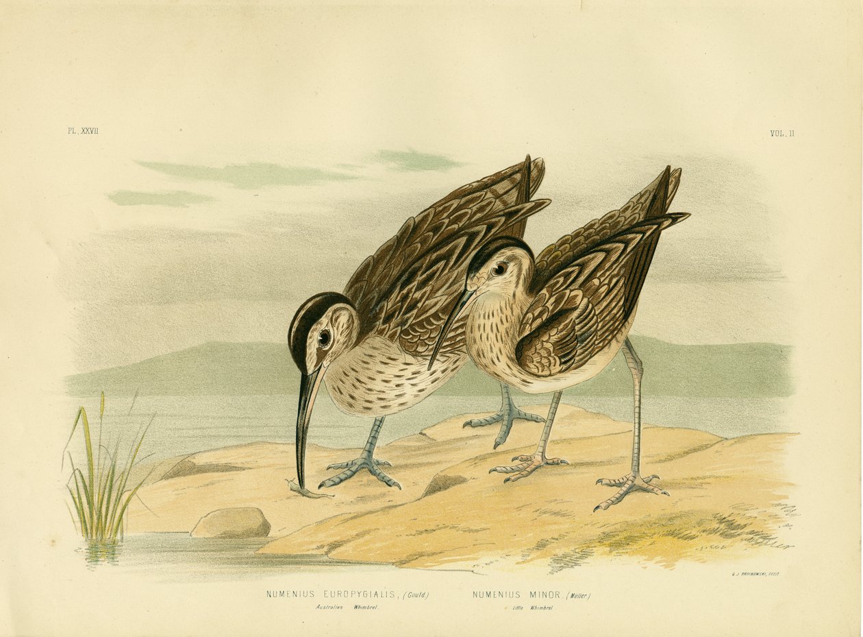 Courlis australien, 1891 - Gracius Broinowski