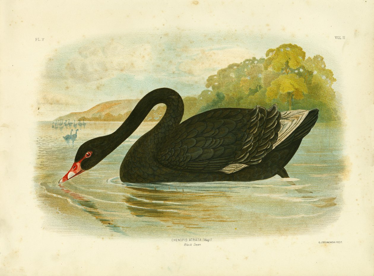 Cygne noir - Gracius Broinowski