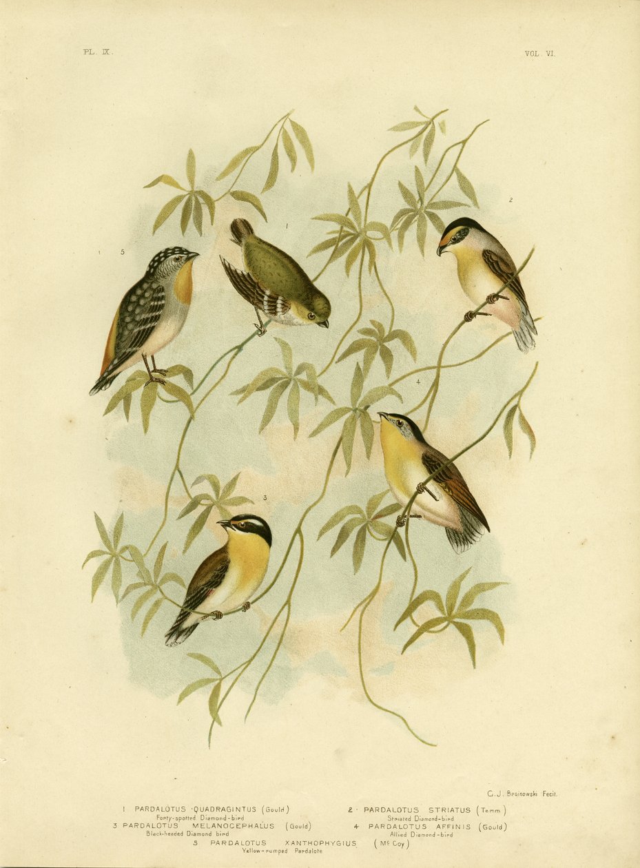 Diamant à quarante taches ou Pardalote à quarante taches, 1891 - Gracius Broinowski