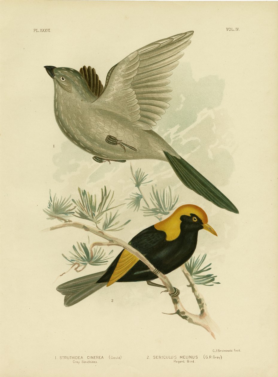 Struthidea grise ou oiseau-apôtre, 1891 - Gracius Broinowski