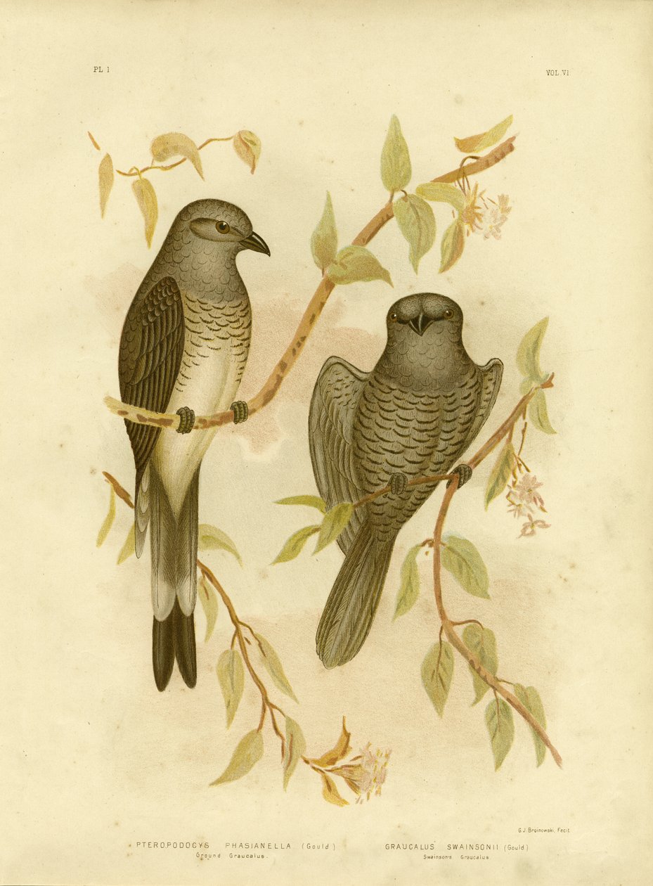 Graucalus terrestre ou Pie-grièche terrestre, 1891 - Gracius Broinowski