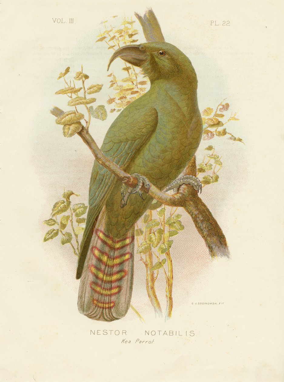 Kea, 1891 - Gracius Broinowski
