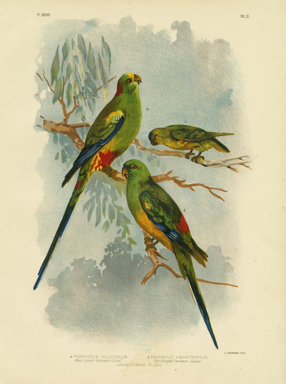 Perruche multicolore, 1891 - Gracius Broinowski