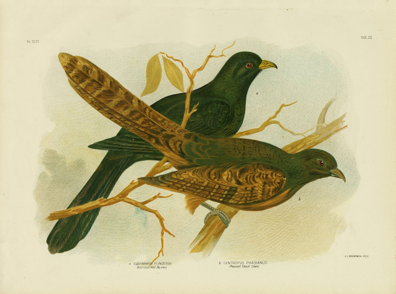 Coucal Faisan, 1891 - Gracius Broinowski