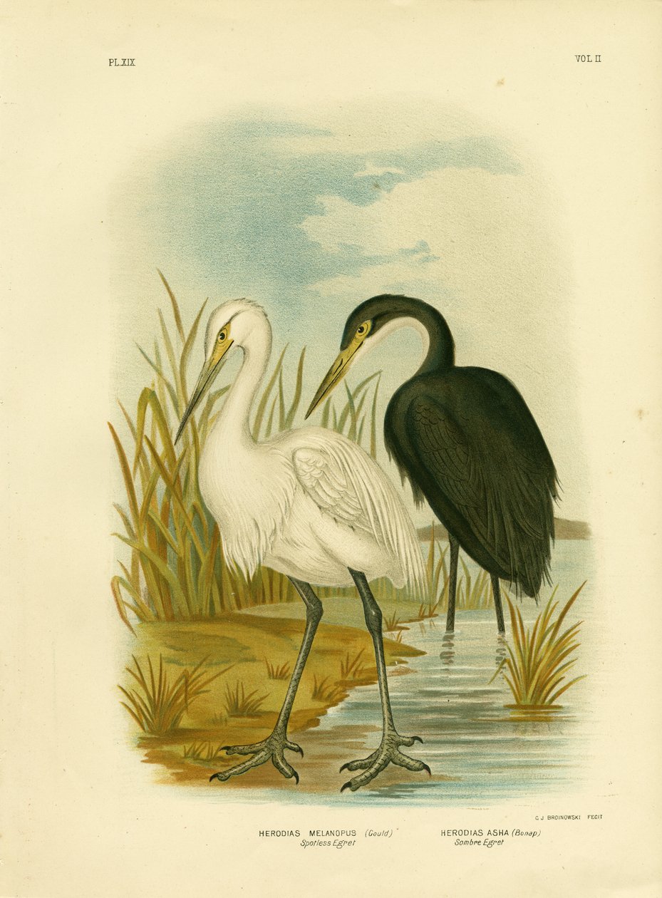 Aigrette immaculée ou petite aigrette, 1891 - Gracius Broinowski
