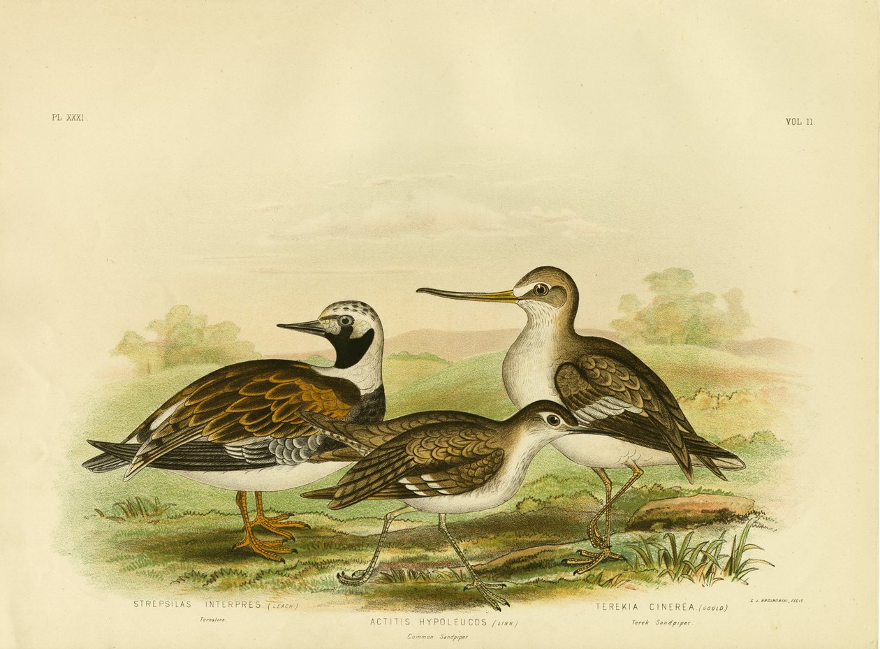 Tournepierre, 1891 - Gracius Broinowski