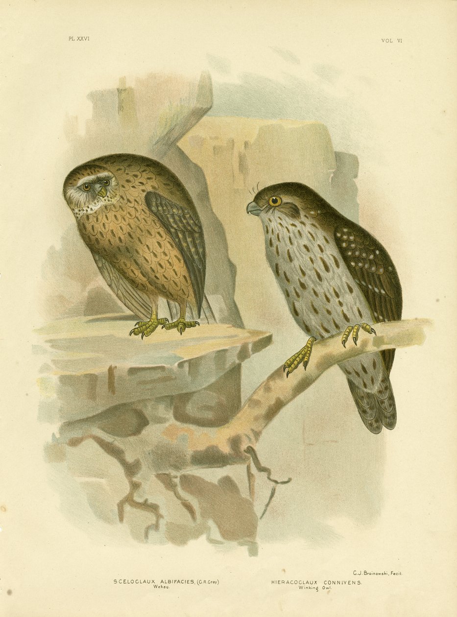 Wekau ou chouette rieuse, 1891 - Gracius Broinowski