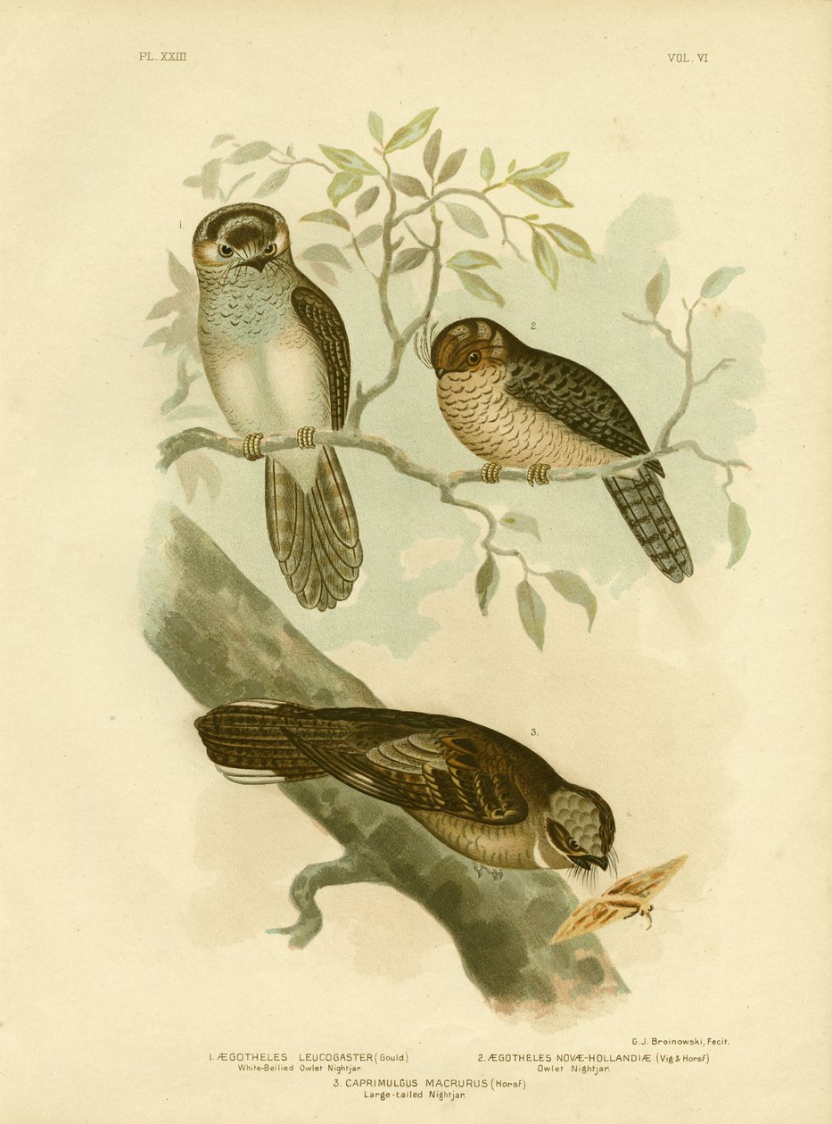 Chouette-Engoulevent à ventre blanc ou Hibou de nuit, 1891 - Gracius Broinowski